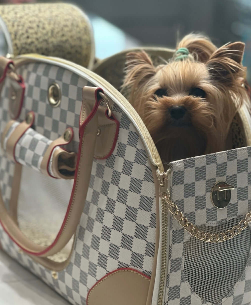 Designer dog accessories