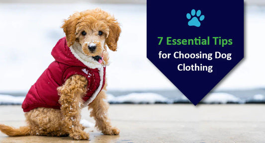 The Complete Guide to Choosing the Perfect Dog Outfit: Comfort, Fit, and Style for Every Pup
