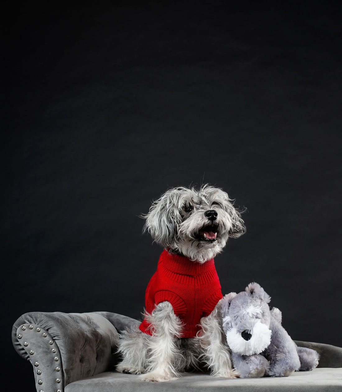 dog clothes and accessories