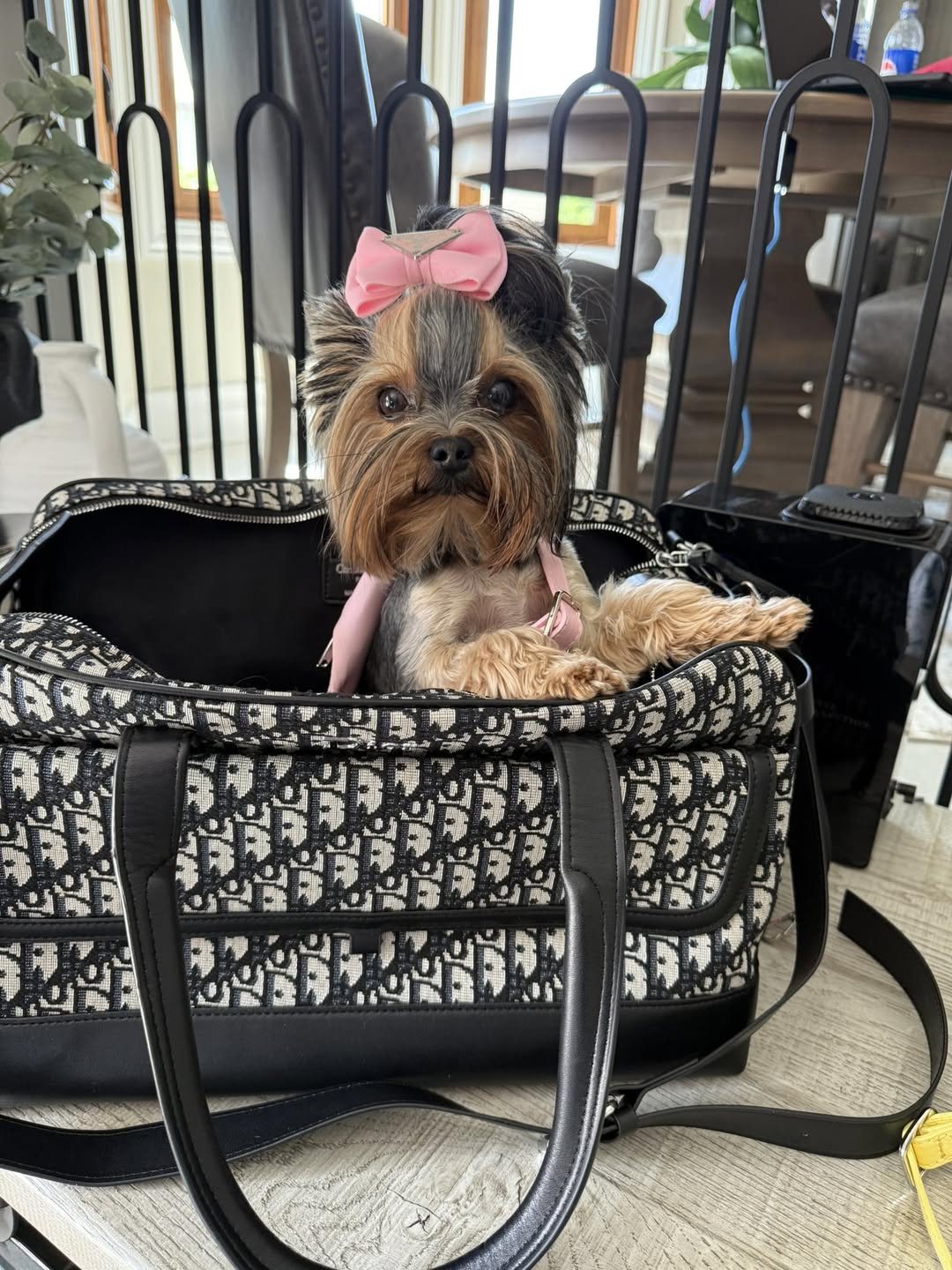 dog hair bow tiny paws fashion chicago