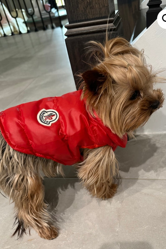 Designer dog apparel