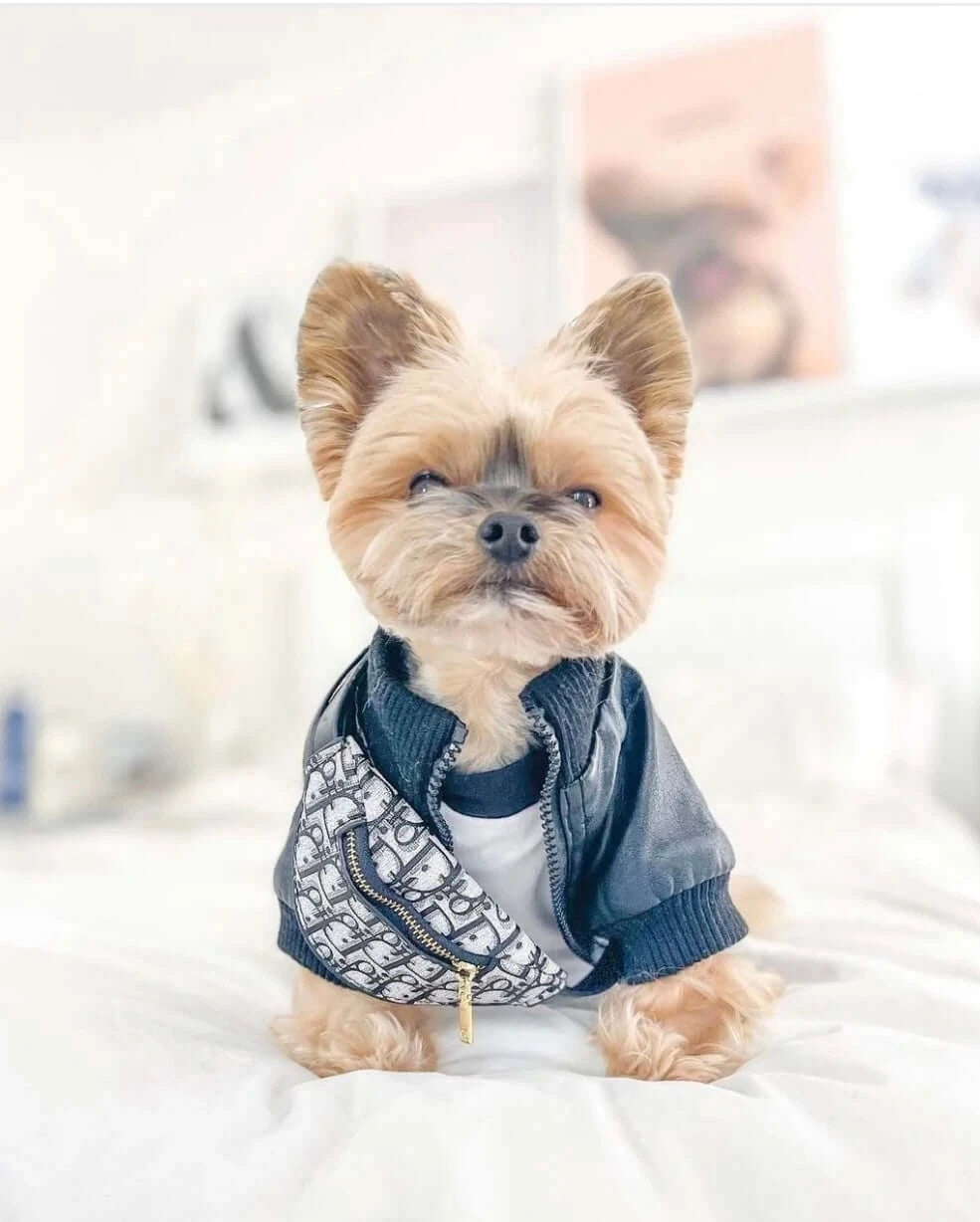 Dogior Bumbag | small Dog Accessories